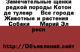 Замечательные щенки редкой породы Котон де тулеар  - Все города Животные и растения » Собаки   . Марий Эл респ.